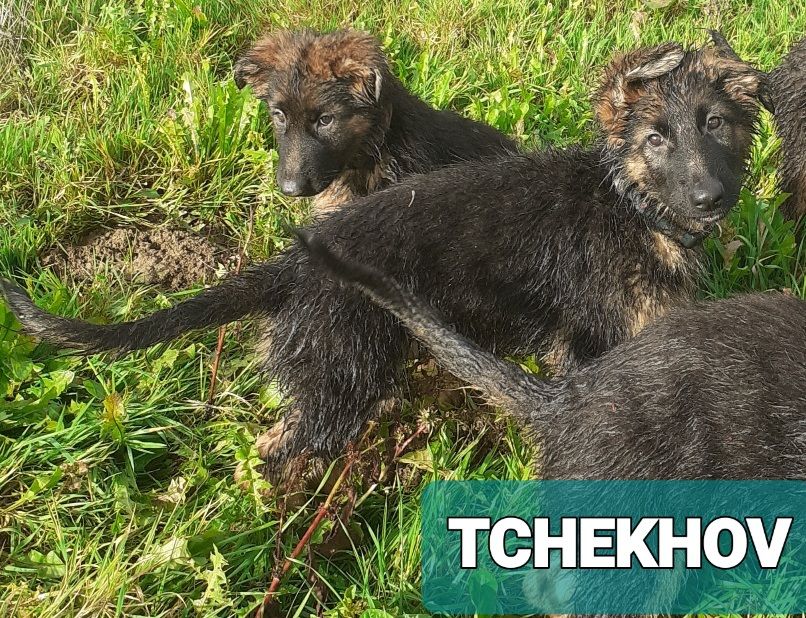 Des Chevaliers D'Armorique - Chiots disponibles - Berger Allemand Poil Long