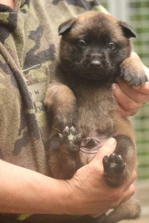 Des Chevaliers D'Armorique - Chiots disponibles - Berger Belge