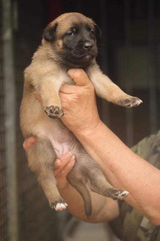 Des Chevaliers D'Armorique - Chiots disponibles - Berger Belge