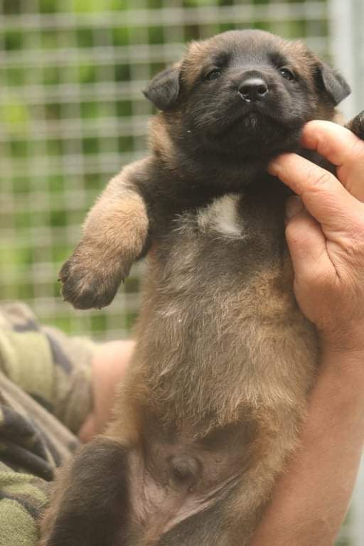 Des Chevaliers D'Armorique - Chiots disponibles - Berger Belge