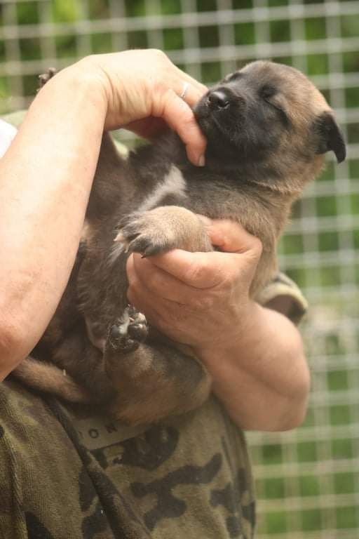 Des Chevaliers D'Armorique - Chiots disponibles - Berger Belge