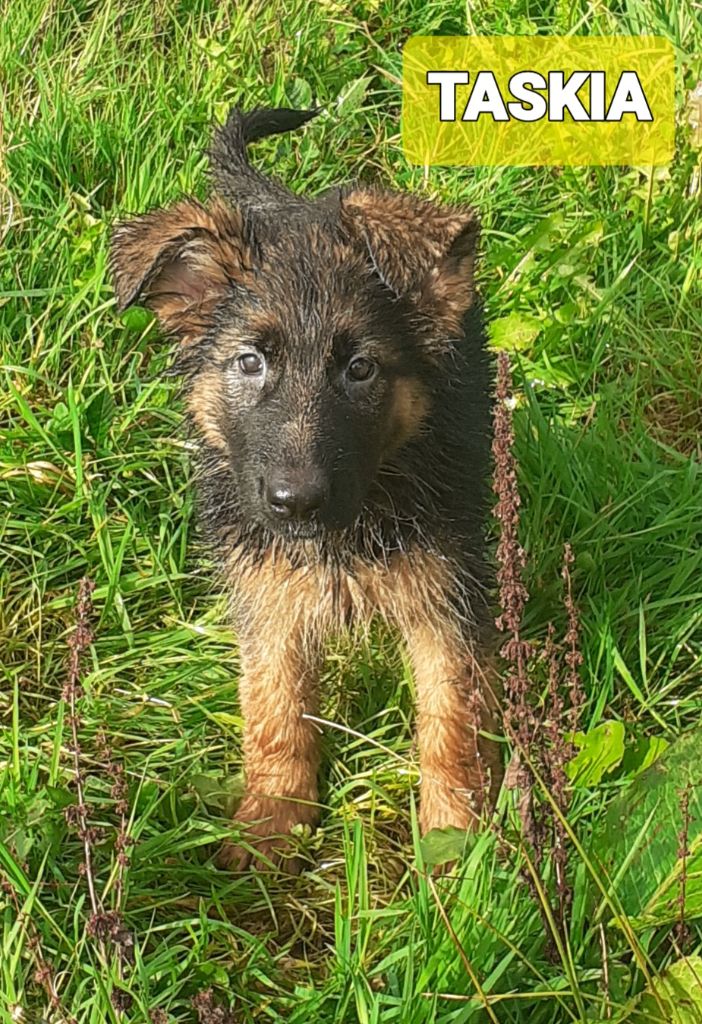 Des Chevaliers D'Armorique - Chiots disponibles - Berger Allemand Poil Long